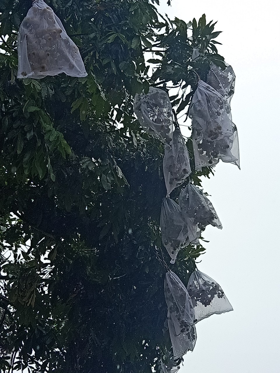 100 CÁI BAO,BỌC BƯỞI,NHÃN, MÃNG CẦU GAI LƯỚI DÀY 2 LỚP 35*40