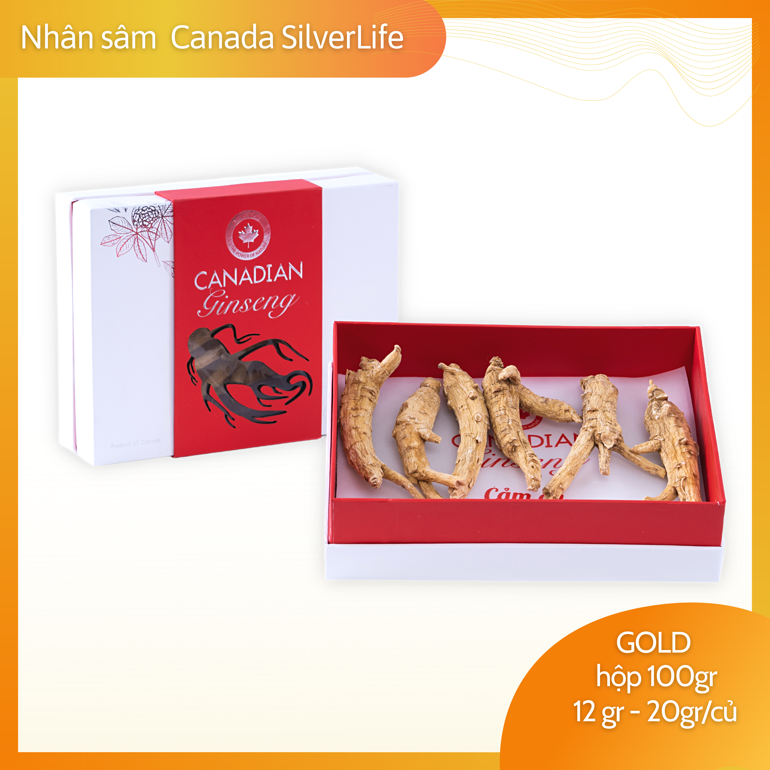 Nhân sâm khô Canada SilverLife Gold | Nhân sâm khô nguyên củ | Nhân sâm Canada Chính Gốc