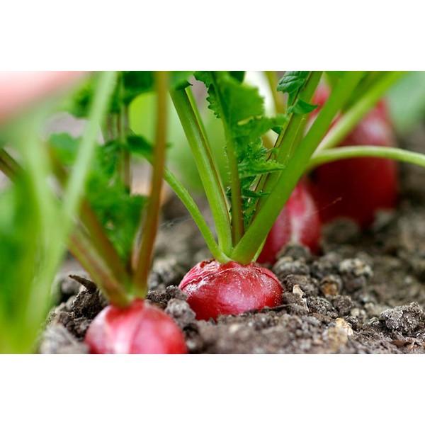 Hạt Giống Củ Cải Đỏ Mini