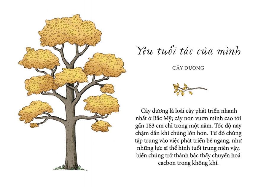 Sách - Sống như những cái cây