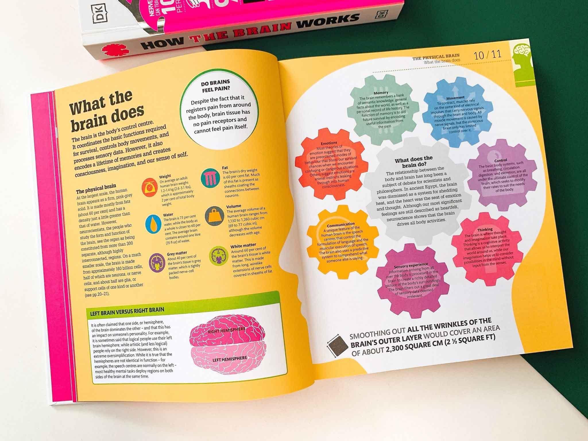 How the Brain Works : The Facts Visually Explained