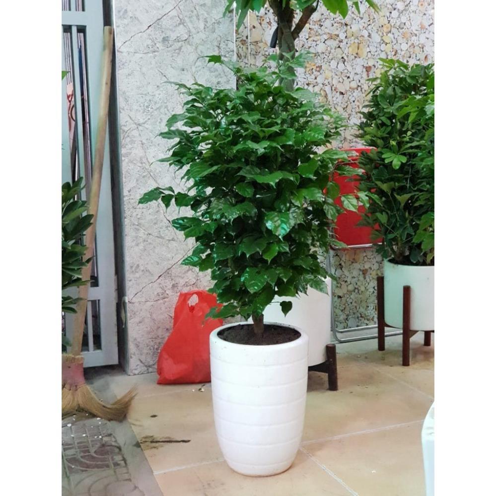 CÂY HẠNH PHÚC, CÂY MANG ĐẾN SỰ ĐẦM ẤM, HẠNH PHÚC CHO GIA CHỦ + Tặng 01 cây dâu da đất