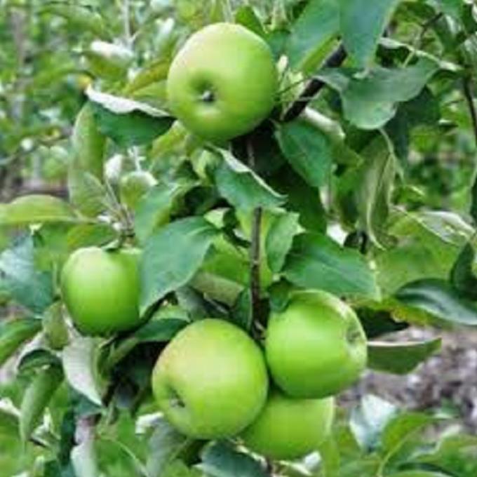 Cây táo nhập khẩu, Cây Táo xanh mỹ, giống táo quả ngon ngọt, siêu sai quả
