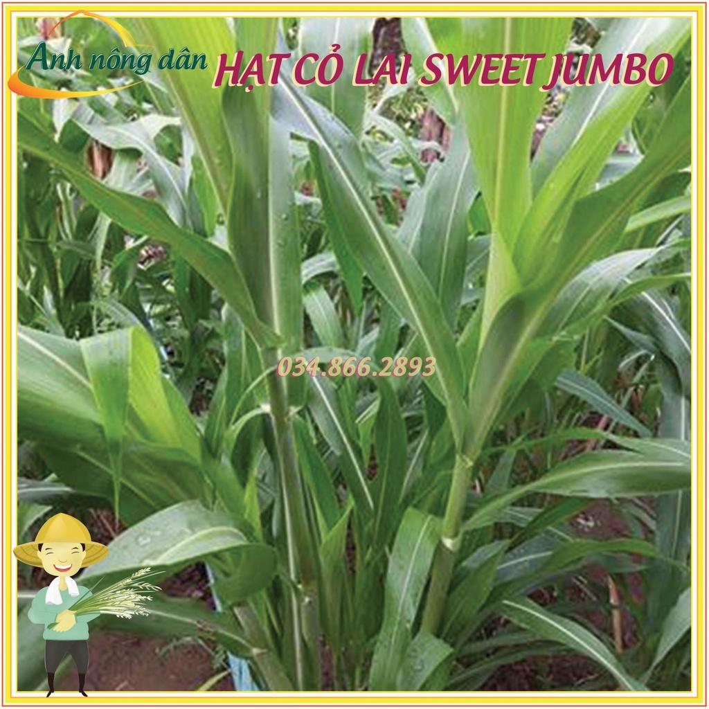 50g Hạt giống cỏ lai sweet jumbo - Hạt giống cỏ chăn nuôi