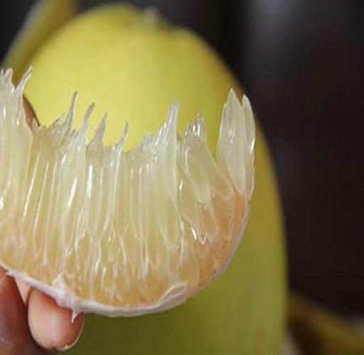 Cây BƯỞI PHÚC TRẠCH