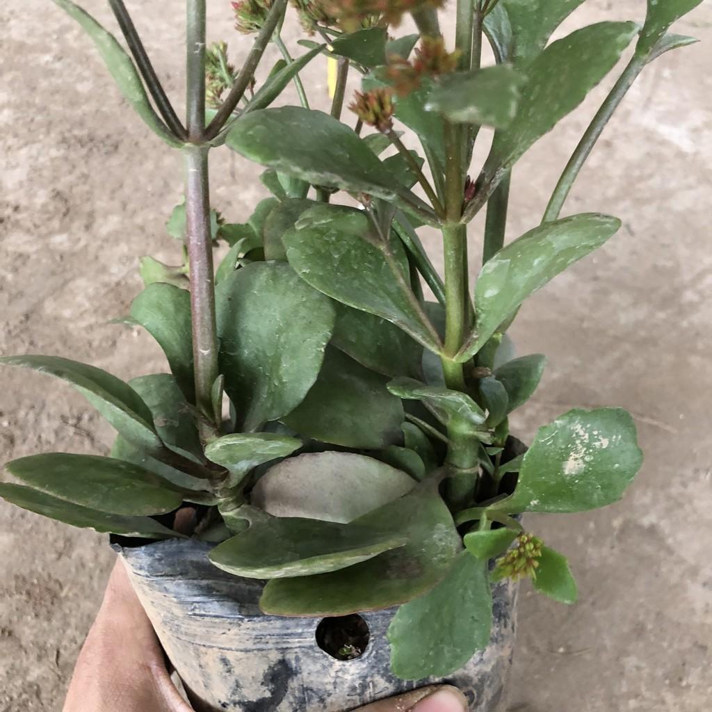 Cây sống đời , chiều cao 15-20cm hoa chùm đỏ nở cực đẹp sức sống tốt chống chịu tốt, thích hợp trang trí vườn