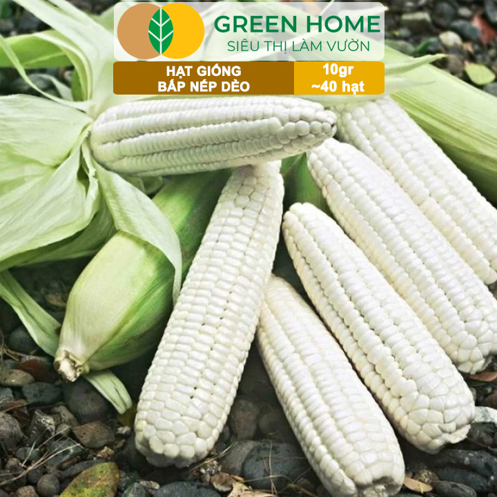 Hạt Giống Bắp Nếp Dẻo, Greenhome, Gói 10GR~40 hạt, Dễ Trồng Quanh Năm, Nảy Mầm Cao, T30