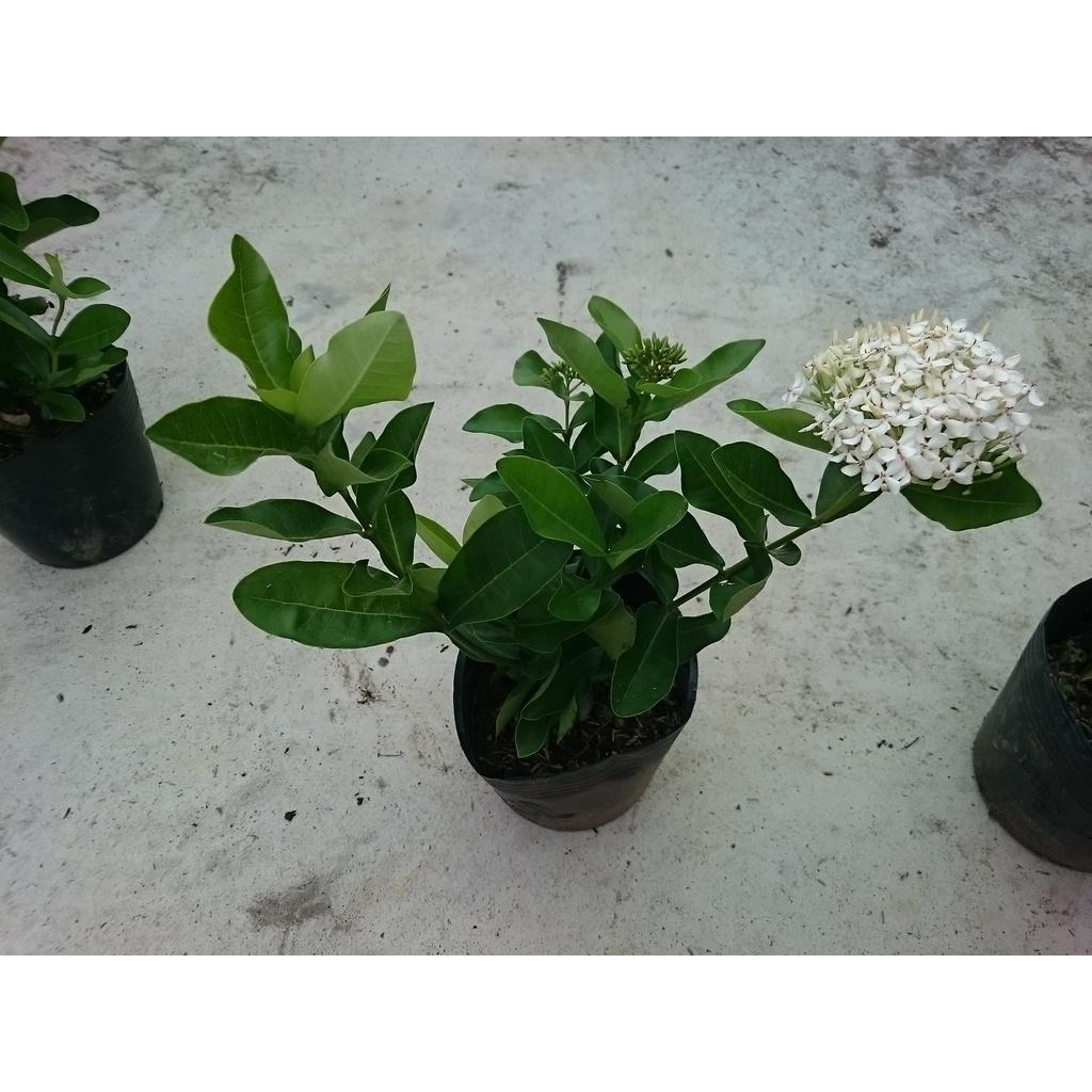 Cây Mẫu Đơn Trắng (Lá Trung) - cây bông trang trắng - cây cảnh vườn + tặng phân bón cho cây