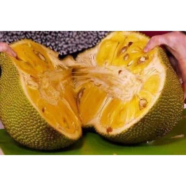 CÂY GIỐNG MÍT DAI MẬT ỐNG