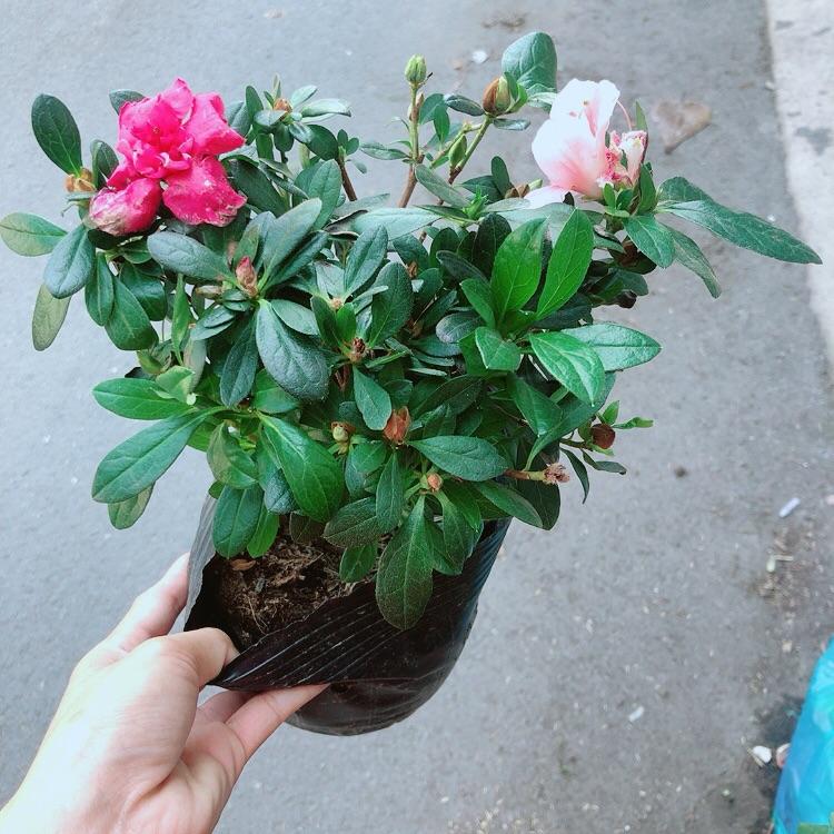 Đỗ Quyên 2 Màu Hoa