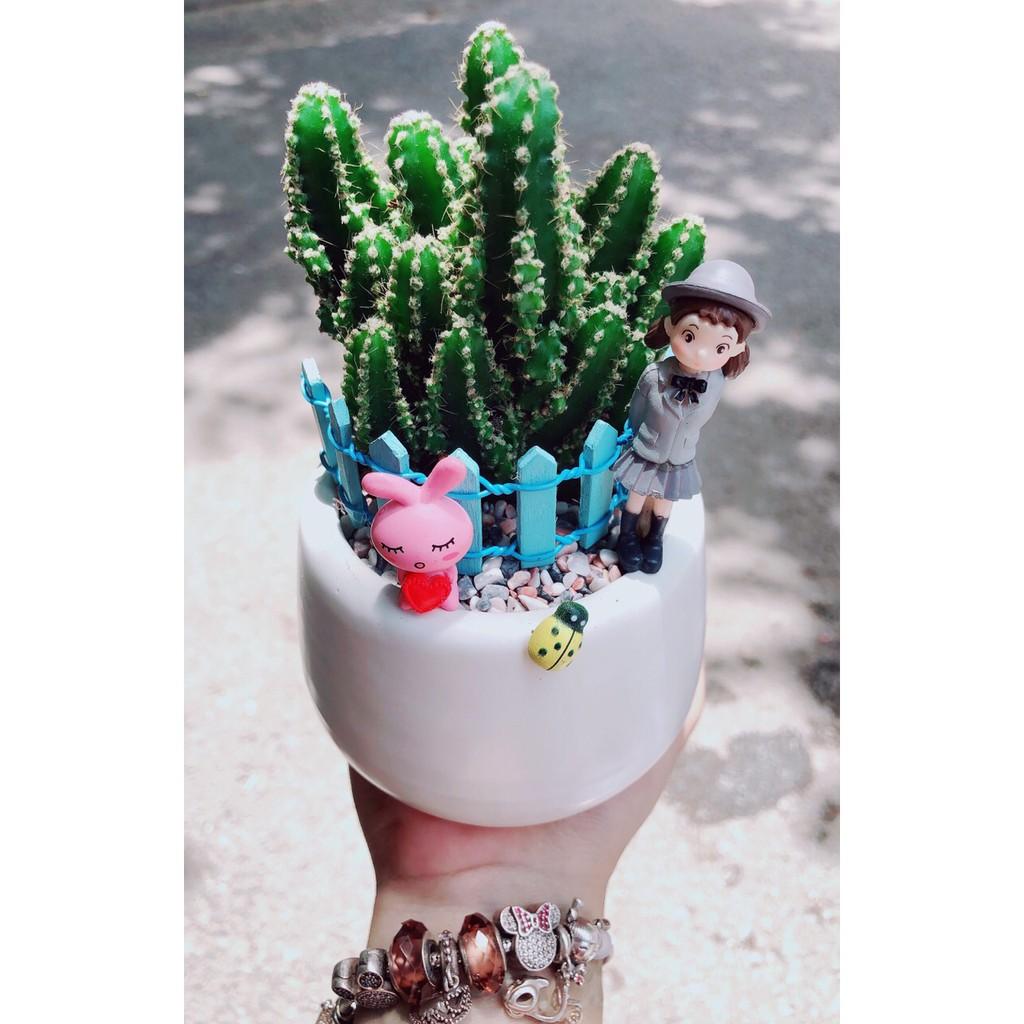 Chậu sen đá tiểu cảnh 04