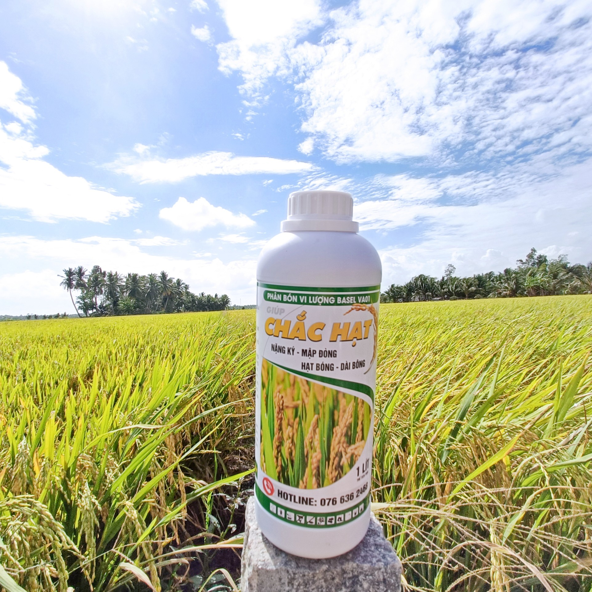 CHẮC HẠT CHAI 1 LÍT - Giúp hạt chắc tới cậy, hạt to tròn, vàng sáng, nặng kí, hạn chế lem lép hạt lúa.