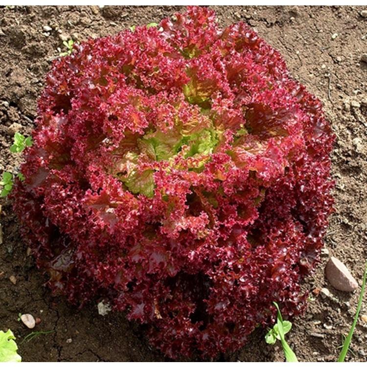 Hạt Giống Xà Lách Tím Lollo Rossa