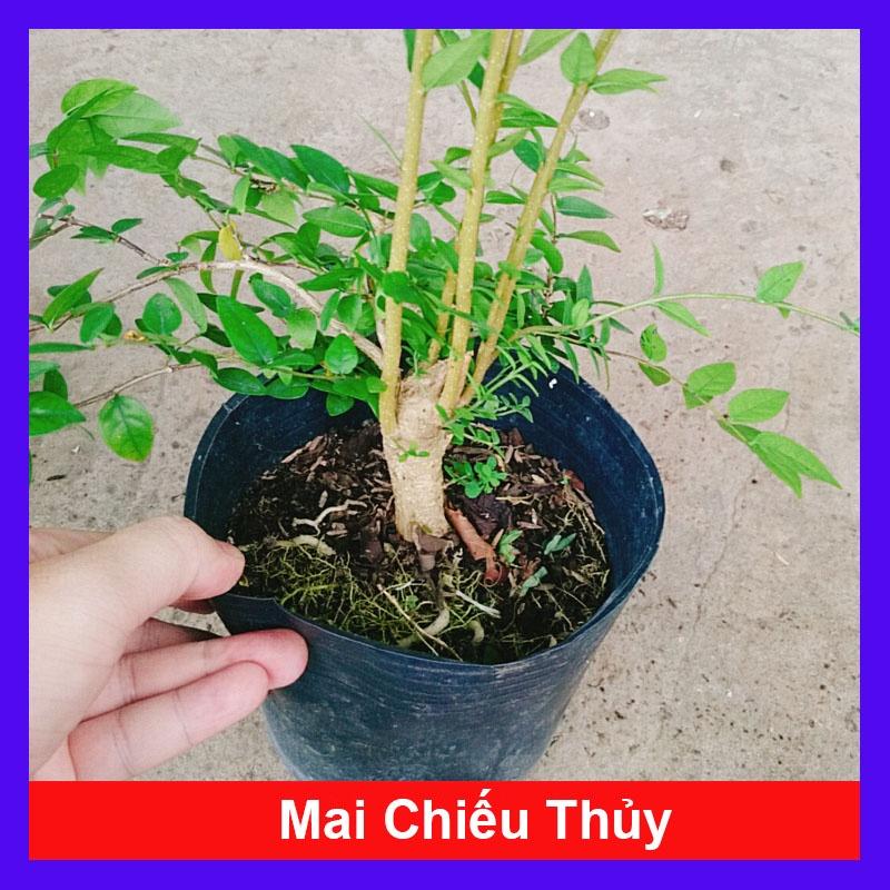 Cây Mai Chiếu Thủy - cây cảnh bonsai