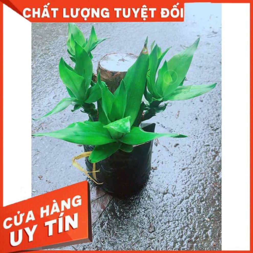 Phát Tài Mini Nhiều Người Mua