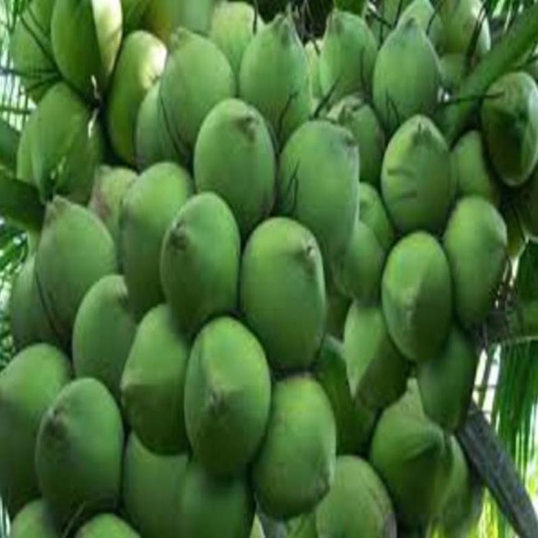 Cây giống dừa xiêm lùn xanh cây giống khỏe cho năng suất cao