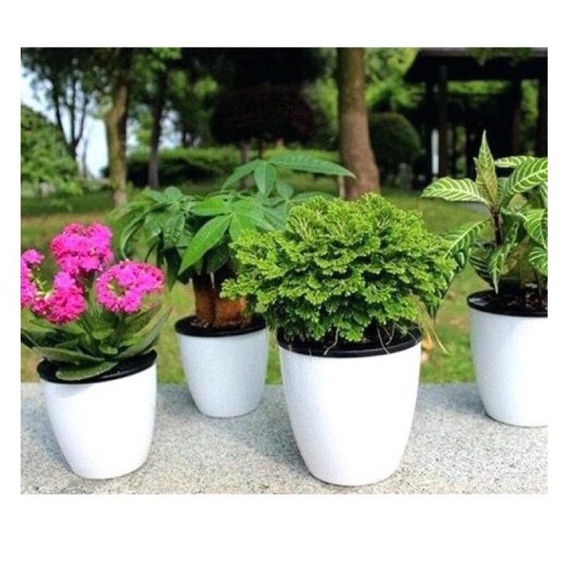 Combo Bộ Chậu Tự Dưỡng, Trồng Cây Thủy Sinh