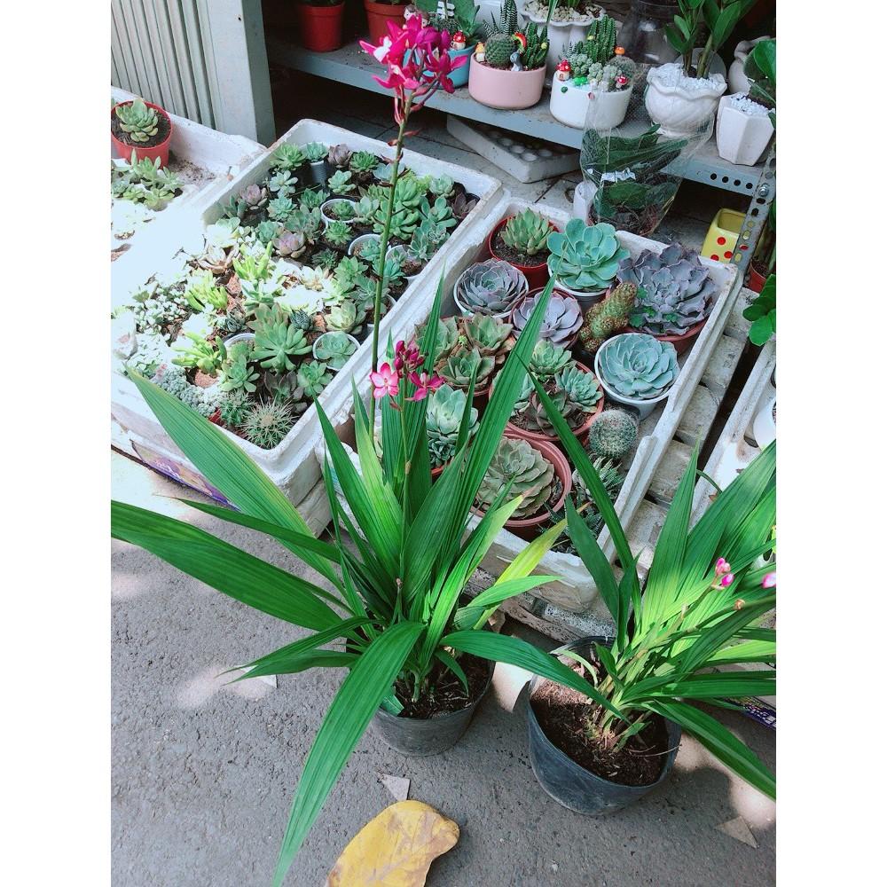 Cây Địa lan, lan đất hay lan chu đinh