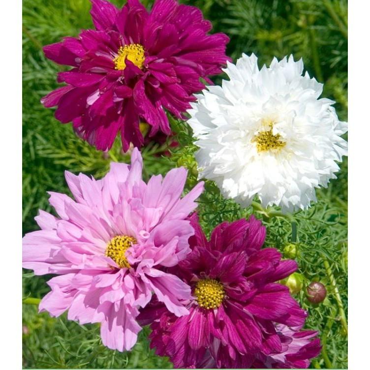 Hạt giống hoa cúc sao nháy hoa cánh kép nhiều màu - 1 gói 100 hạt