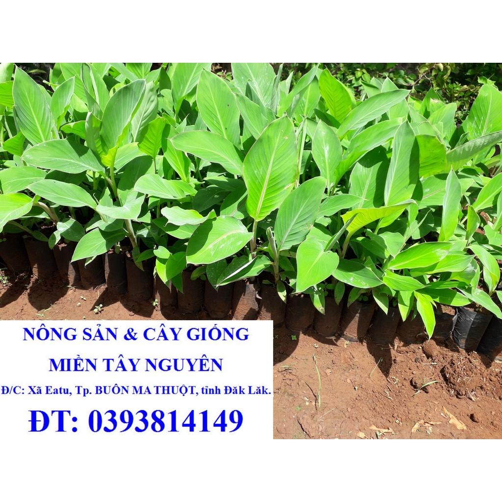 CÂY GIỐNG CHUỐI HỘT RỪNG cấy mô siêu sớm GIỐNG CHUẨN )