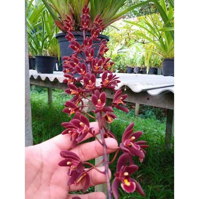 Combo 2 cốc hoa phong lan Kiếm