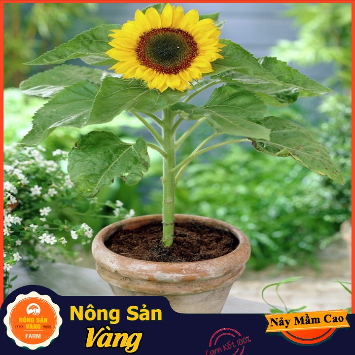 Hạt giống Hoa Hướng Dương Vàng Lùn ( Gói 30 Hạt ) - Nông Sản Vàng