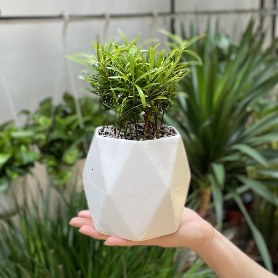 Cây Tùng La Hán để bàn - Vạn Niên Tùng