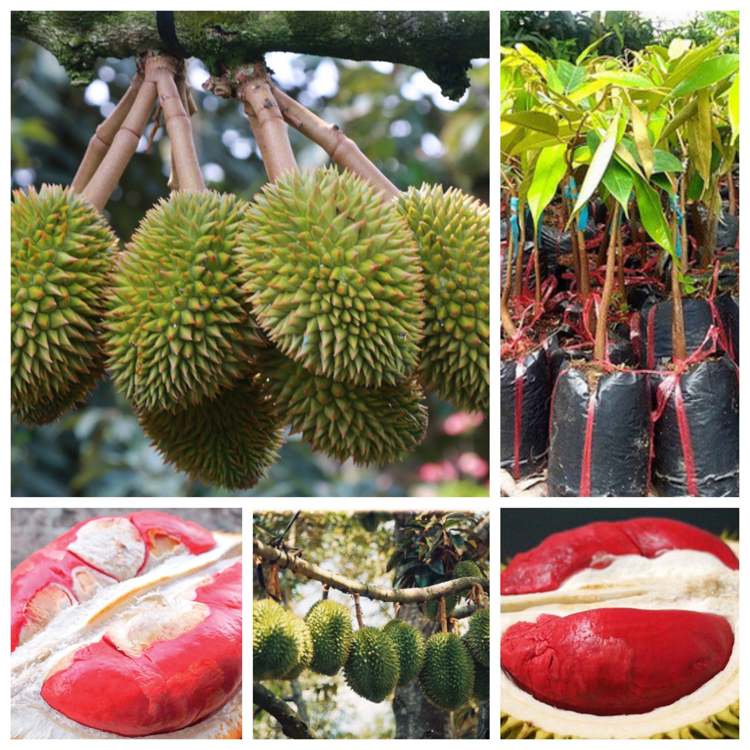 Cây SẦU RIÊNG RUỘT ĐỎ, cây giống mới to khỏe