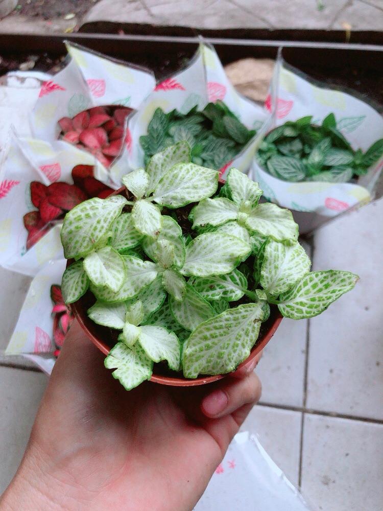 Lá Cẩm Nhung (lá may mắn)