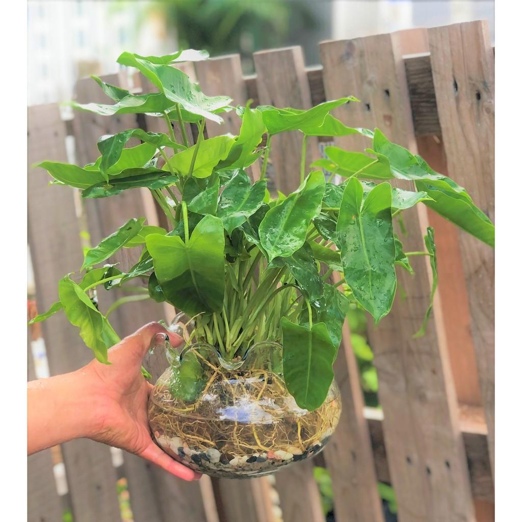 Chậu thủy tinh cây trầu bà Pháp thủy canh tặng kèm đá trang trí