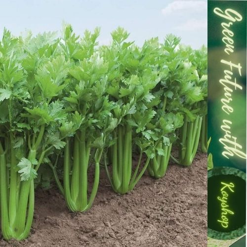 Hạt giống cần Tây Bẹ To - GIANT CELERY 326- Rạng Đông, Giống mới, Thân mập mạp, Cây Thẳng đứng, gọn gàng