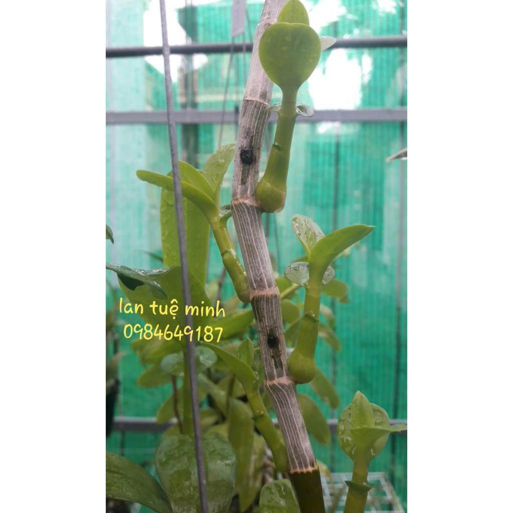 1 kg Que bọc nhựa đa năng