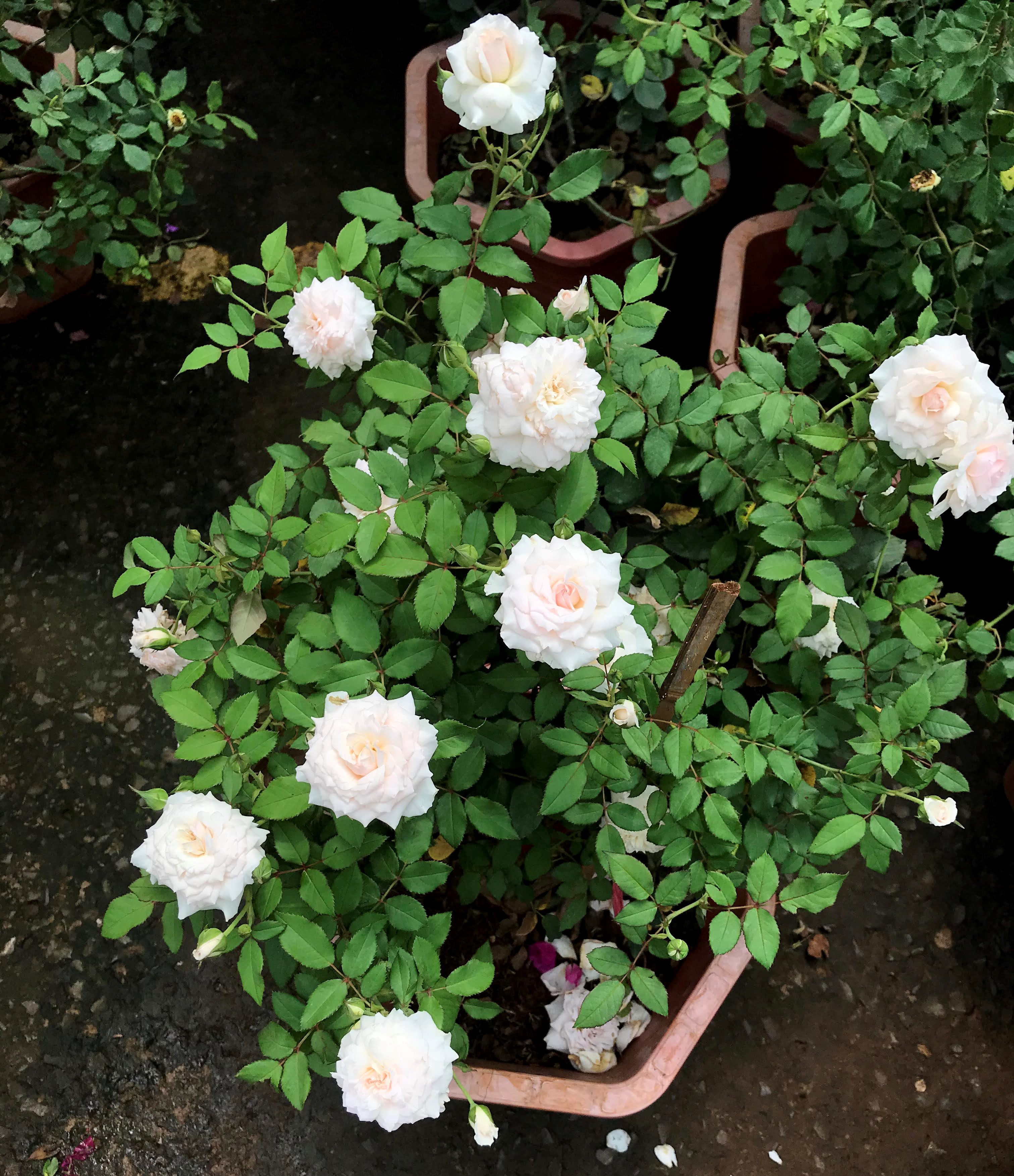 Chậu hoa hồng Nhật Misaki trồng nơi có nhiều nắng