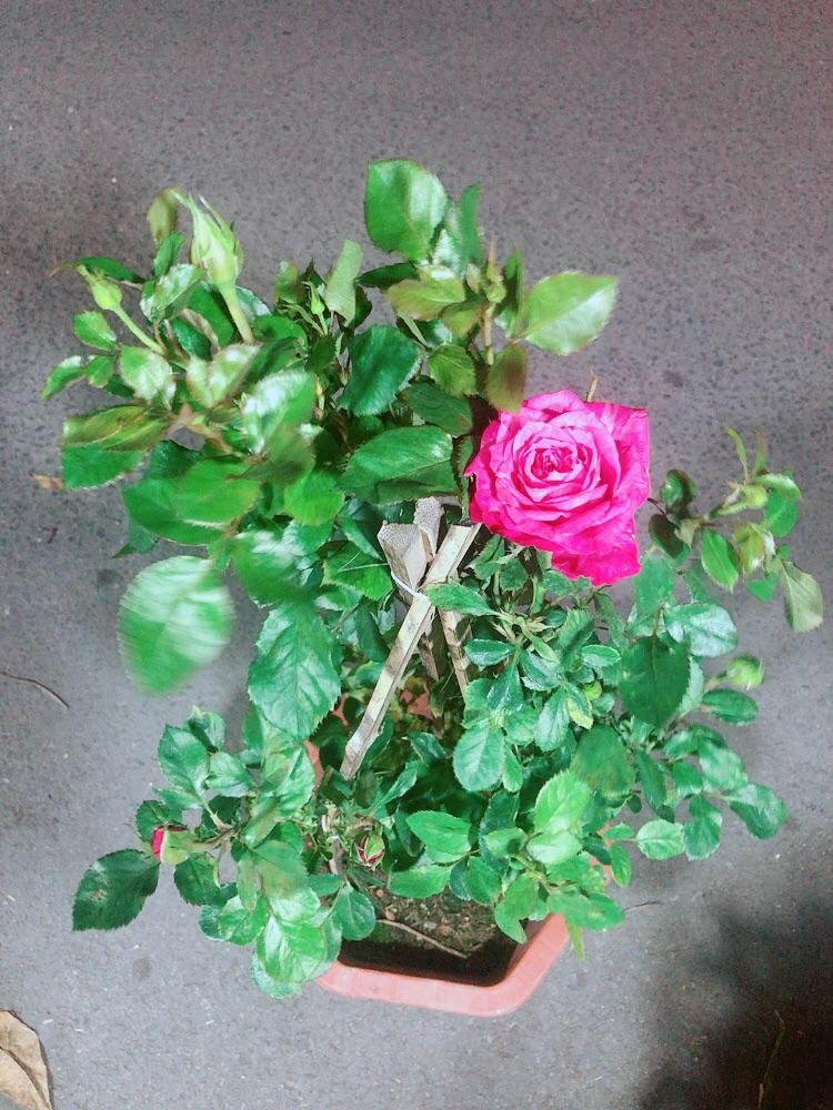 Chậu Hoa Hồng Leo