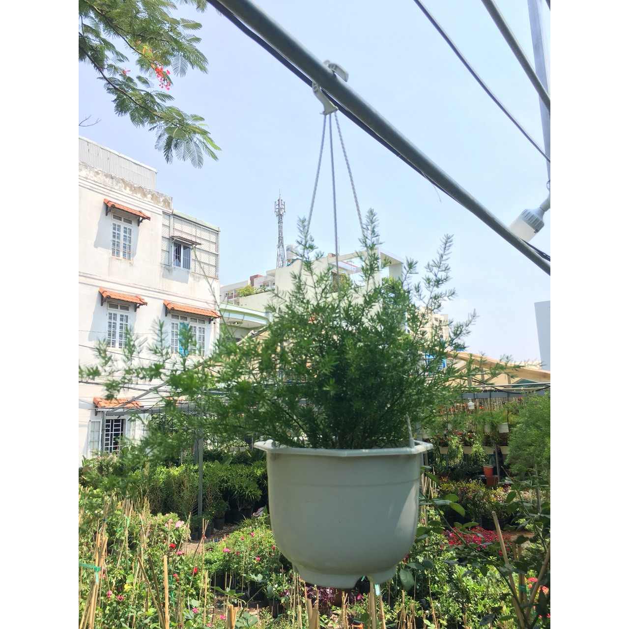 Thiên môn đông treo tường trang trí