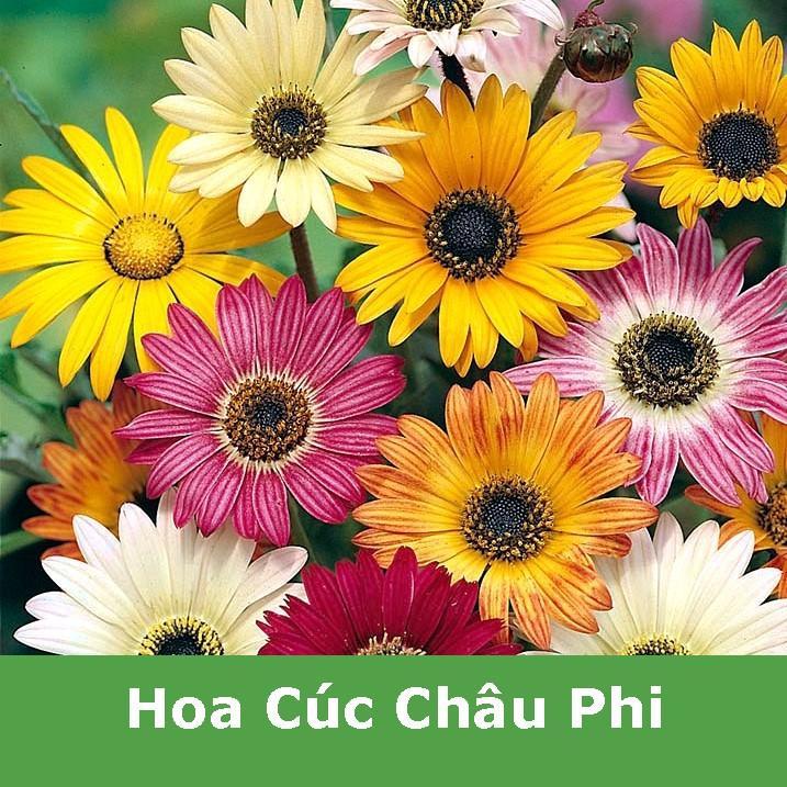 Hạt Giống Hoa Cúc Châu Phi F1 Nhiều Màu Mix