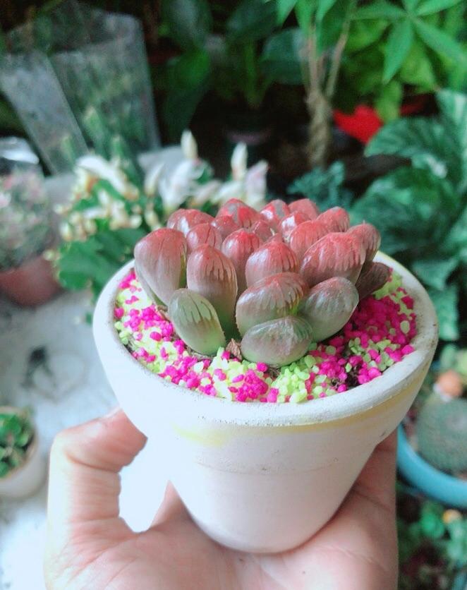 Chậu Cây Kim Cương Copi Màu Đỏ