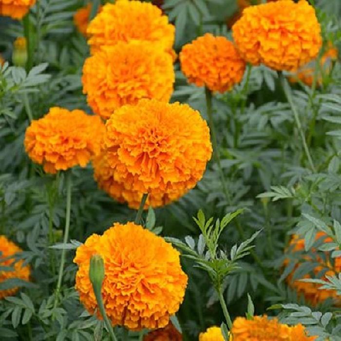 Hạt giống hoa Vạn Thọ đỏ cam Lùn F1 - AGRI ORANGE 02S
