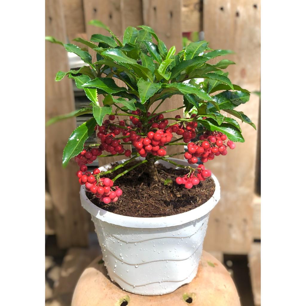 Chậu cây Kim Ngân Lượng Mini