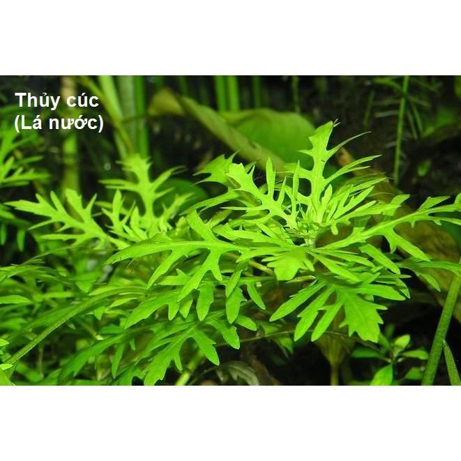 Cắt cắm - Thủy Cúc