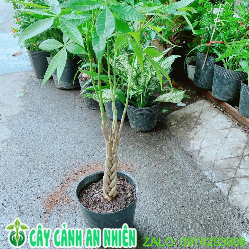 Kim Ngân Thắt Bím Cao 40cm