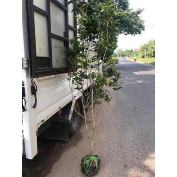 Cây hoa mộc hương thơm ngát cây khoẻ đẹp dễ trồng