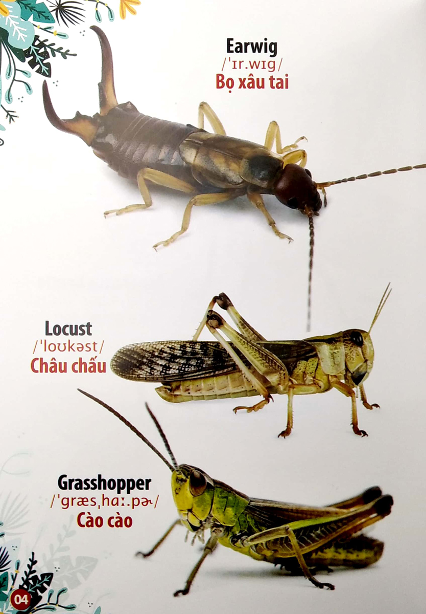 Thư Viện Hình Ảnh Song Ngữ Đầu Tiên Của Bé - Côn Trùng Và Bò Sát - VT