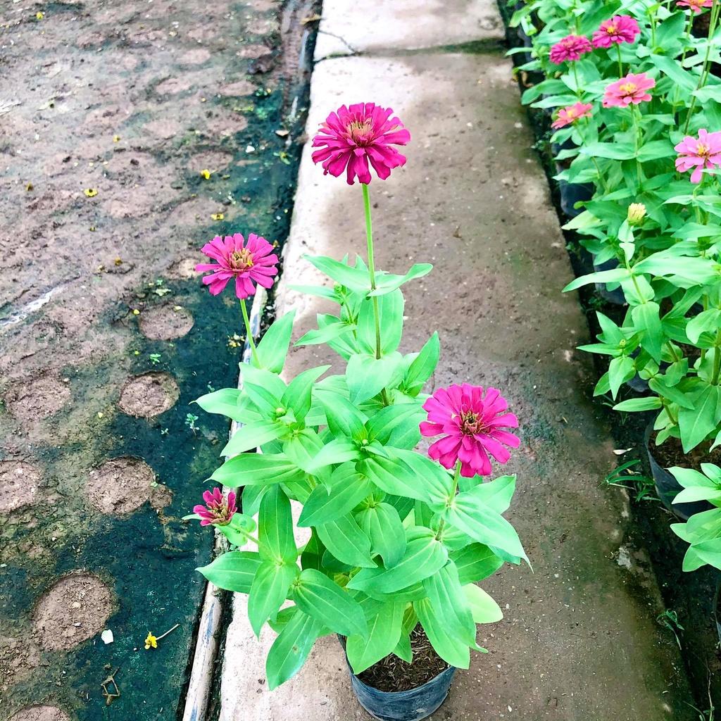 Cây cúc lá nhám hay Cây hoa cánh giấy, hoa duyên cúc, bách nhật, cúc zinnia