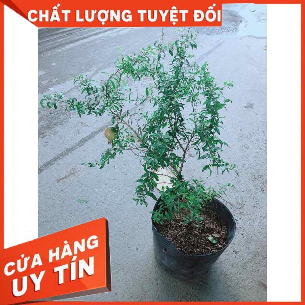 Cây Lựu Quả To Nhiều Người Mua