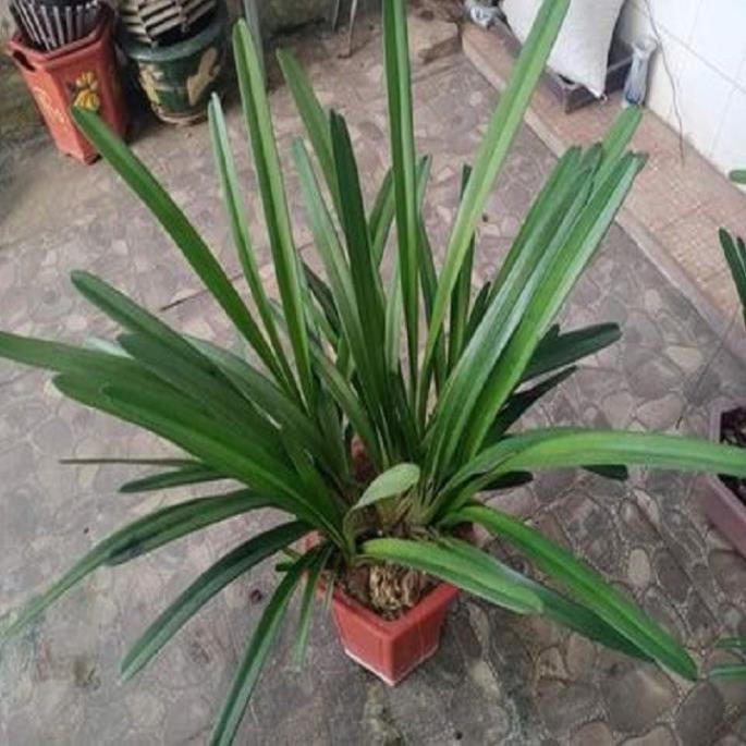 Sản Phẩm Hoa phong lan kiếm 2 màu