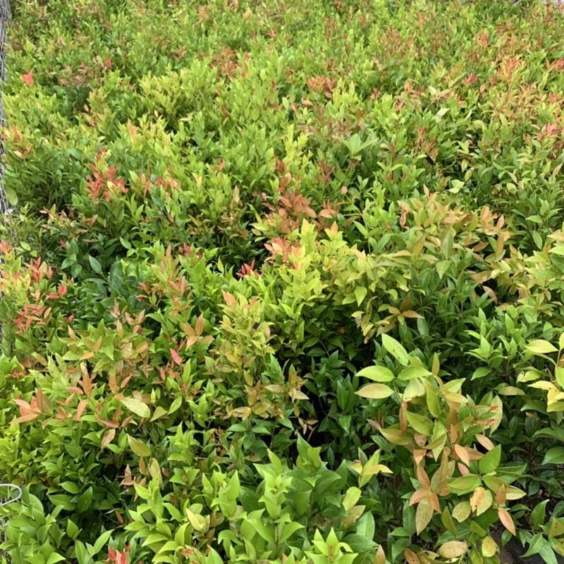 Cây hồng lộc cao 40cm, cây công trình sống lâu năm, dễ trồng và chăm sóc, phù hợp trang trí công viên và ven tường rào