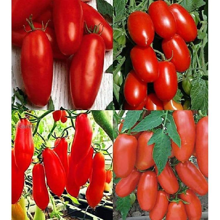 Hạt giống cà chua chuối 30 hạt/gói