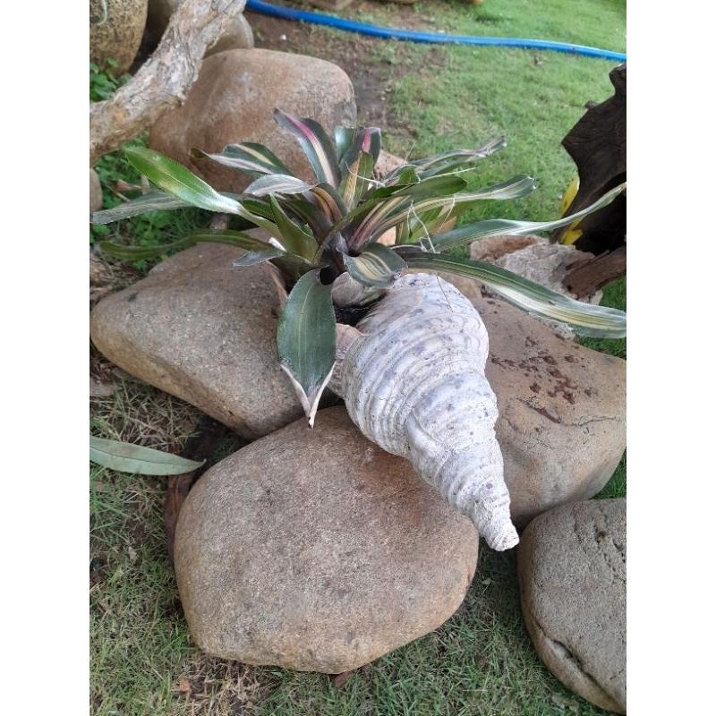 Chậu trồng cây gốm sứ hình thú- chậu trồng cây gốm sứ bát tràng - chậu trồng cây hình thú gốm sứ - chậu