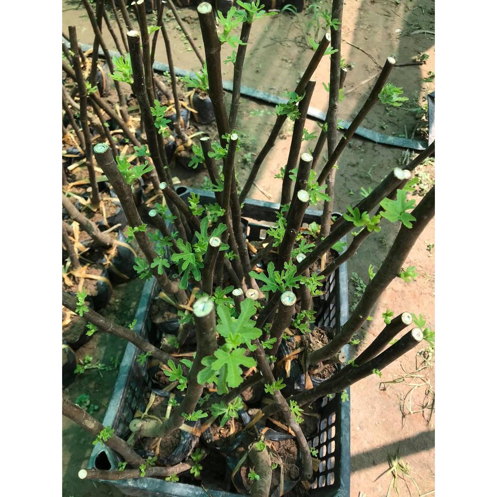 Cây sung mỹ giống -Không giao dc 19 tỉnh Miền Nam